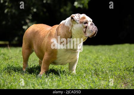 Bulldog mit goldener Halskette, die auf dem Gras steht Stockfoto