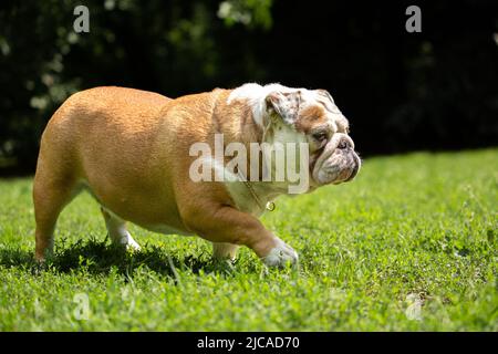 Bulldog trägt goldene Halskette beim Gehen, schleichen sich auf dem Gras Stockfoto