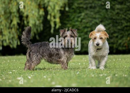 Dunkle und helle Hunde stehen auf dem Gras. Norfolk Jack Russell Kreuz oder Norjack und ein Yorkshire Terrier Jack Russel Kreuz oder Yorkie Russell Stockfoto