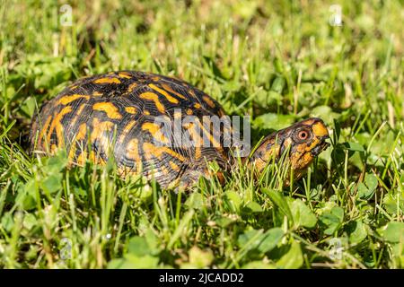 Nahaufnahme der Eastern Box Turtle (terrapene), die sich seine Umgebung ansah, während er durch einen grasbewachsenen Hinterhof spaziert Stockfoto