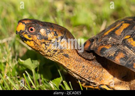 Nahaufnahme der Eastern Box Turtle, die sich am Hals streckt, um sich umzusehen. Stockfoto