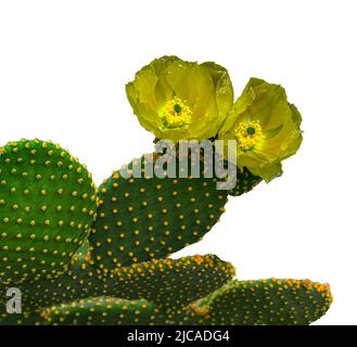 Kaktus aus stacheligen Birnen isoliert (opuntia microdasys) mit goldenen Blüten. Stockfoto