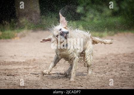 Golden Retriever schüttelt am Strand Wasser ab. finnige Hunde, Ohren stehen hoch Stockfoto