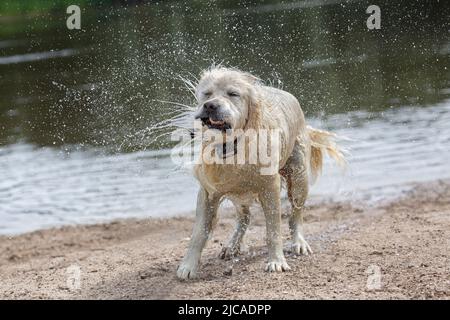 Labrador Retriever schüttelt am Strand Wasser und trägt einen Kragen Stockfoto