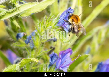 Gemeine Hummel besucht Blume in einem Garten in Südengland. Hummeln sind eine wichtige Gruppe von Bestäubern, die vom Klimawandel bedroht sind. Stockfoto