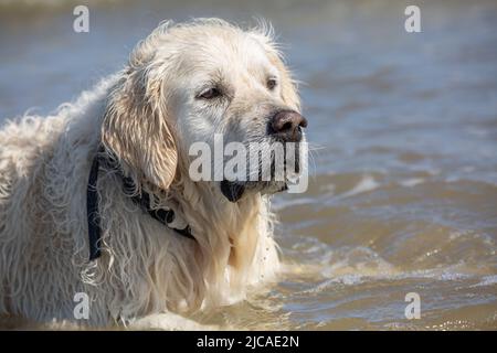 Labrador Retriever trägt einen Hundehalsband, der im Meer steht und einen ernsthaften Blick darauf hat Stockfoto