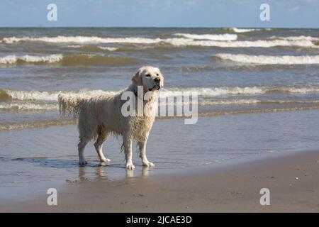 Labrador Retriever trägt einen Hundehalsband und steht am Strand Stockfoto