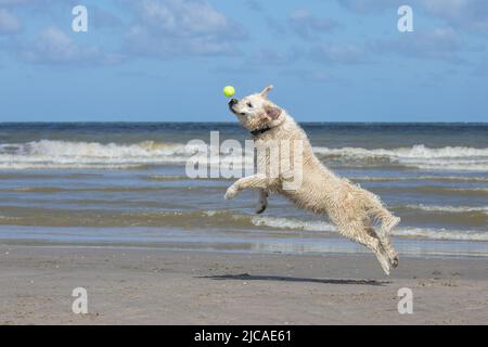 Labrador Retriever am Strand, um Tennis zu spielen und Spaß zu haben Stockfoto