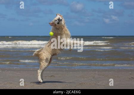 Labrador Retriever am Strand, der zum Tennisball springt und Spaß mit einem lustigen Gesicht hat Stockfoto