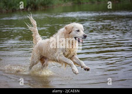 Labrador Retriever springt aus dem Wasser Stockfoto