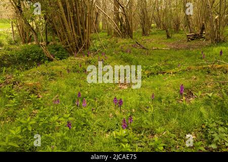 Eine Gruppe von frühen violetten Orchideen, die in Spring Woodland, Kent, Großbritannien, lebhaft sind. Stockfoto