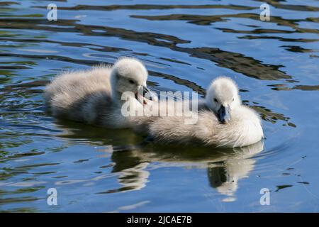 Zwei Schwanenküken oder Cygnets schwimmen auf dem Kanalwasser. Süße flauschige Babyschwäne mit weichem Daunen. Wellen im Wasser. Grand Canal, Dublin, Irland Stockfoto