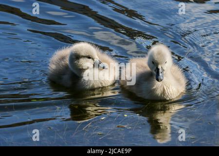 Zwei Schwanenküken oder Cygnets schwimmen auf dem Kanalwasser. Süße flauschige Babyschwäne mit weichem Daunen. Wellen im Wasser. Grand Canal, Dublin, Irland Stockfoto