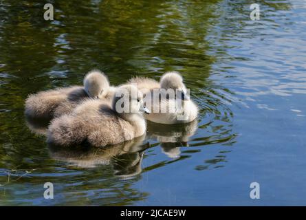 Drei Schwanencygnets mit weichen, flauschigen Daunenfedern schweben auf dem Kanalwasser. Zwei Vögel schlafen. Grand Canal, Dublin, Irland Stockfoto