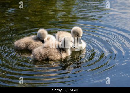 Drei Schwanencygnets mit weichen, flauschigen Daunenfedern schweben auf dem Kanalwasser. Einer schläft. Kreisförmige Wellen. Grand Canal, Dublin, Irland Stockfoto