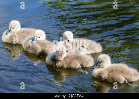 Fünf niedliche Schwanenschnetze oder Küken, die im Wasser schwimmen. Weiche, flauschige Daunenfedern von frisch geschlüpften Jungvögeln 'Cygnus olor'. Grand Canal, Dublin, Irland Stockfoto