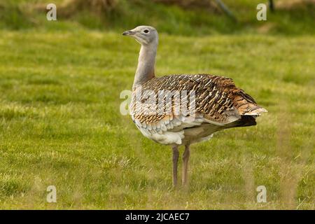 Weibliche Großtrappe, der schwerste fliegende Vogel der Welt, brütet sich auf der Salisbury Plain, England, wo sie wieder eingeführt wurden. Stockfoto