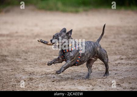 Kleiner Hund mit Stock im Mund, der am Strand läuft Stockfoto