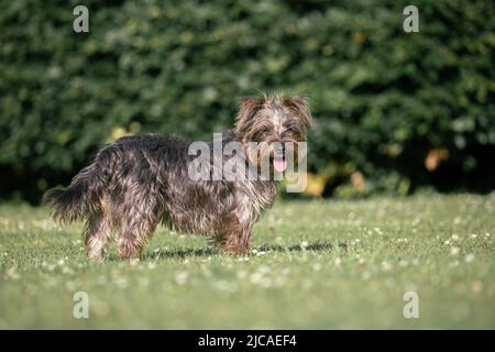 Kleiner grauschwarzer Hund, der auf dem Gras steht. Yorkie Russell ist eine Kreuzung von Yorkshire Terrier mit einem Jack Russel Stockfoto