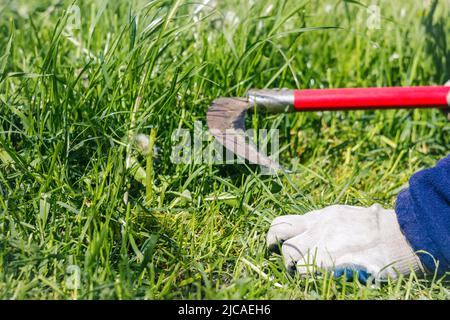 Unschärfe-Sense mit grünem Gras. Nahaufnahme Landwirt schärft seine Sense für die Verwendung, um das Gras traditionell mähen. Rote Sense. Hand in weißen Handschuhen. Aus Stockfoto