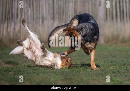 Sehr lustiges Bild von deutschen Shepard- und Sheltie-Hunden, die im Gras spielen und Spaß haben Stockfoto