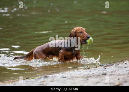 Nasser Dackel kommt aus dem Wasser mit Tennisball im Mund Stockfoto