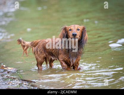 Nasser Dackel-Wursthund steht im Wasser und starrt geradeaus Stockfoto Nasser Dackel-Wursthund steht im Wasser und starrt geradeaus Stockfoto