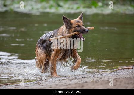 Nasser deutscher Schäferhund mit Stock im Mund, der aus dem Wasser kommt Stockfoto