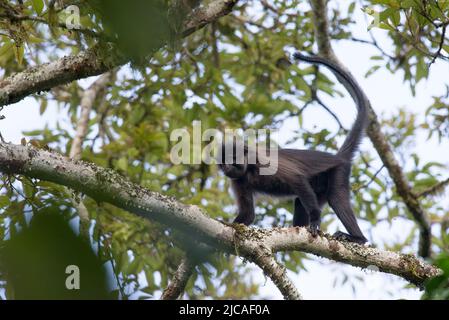 Grauer Mangabey-Affe, der durch das Baumkronendach des Waldes geht, Uganda. Stockfoto