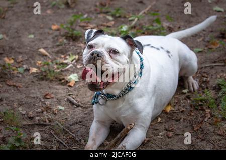 Weiße Bulldogge, die sich hinlegt und die Kamera mit offenem Mund und aufgerichteter Zunge anschaut Stockfoto