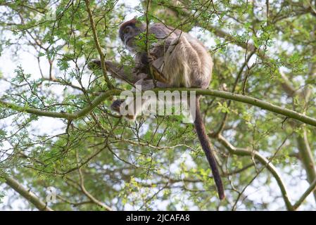 Ugandische rote Kolobusaffen, die sich in der Baumspitze ernähren. Stockfoto