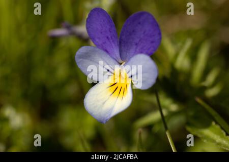 Wilde Stiefmütterchen in Sanddünen, Cumbria. Stockfoto