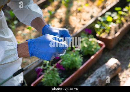 Der Prozess der Behandlung von Pflanzen mit Pestiziden. Ein Landwirt in Schutzanzug und Maske bereitet einen Bestäuber auf die Arbeit vor. Stockfoto