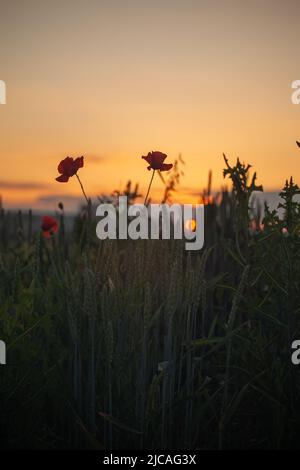 Die Scheibe der Sonne sticht durch den Weizen hervor. Im Vordergrund die rot blühenden Mohnblumen. Stockfoto