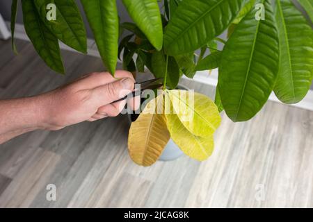 Schneiden von abgestorbenen Blättern aus einer Pachira Aquatica-Pflanze. Pflegekonzept für Zimmerpflanzen. Stockfoto