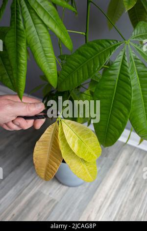 Schneiden von abgestorbenen Blättern aus einer Pachira Aquatica-Pflanze. Pflegekonzept für Zimmerpflanzen. Stockfoto