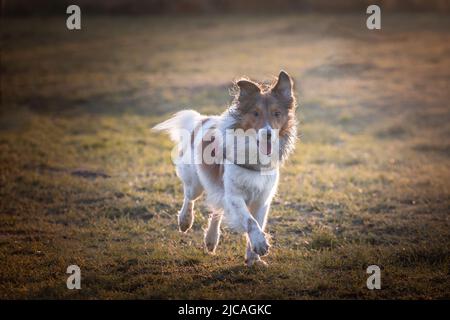 park, Hund im Schlamm, Tier, Herbst, schön, Rasse, braun, Hunde, sorglos, Fleischfresser, collie, niedlich, domestic, domestier, Augen, Fall, vorne, Fu Stockfoto