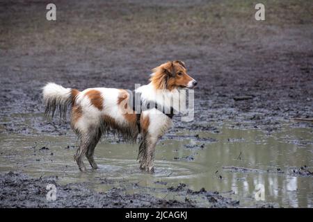 Brauner und weißer Sheltie-Hund im Schlamm, der in einer Pfütze steht Stockfoto