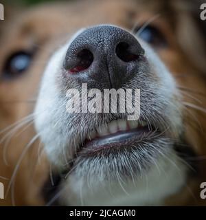 Nahaufnahme von Zähnen und Nase eines jungen Sheltie-Hundewelpen Stockfoto