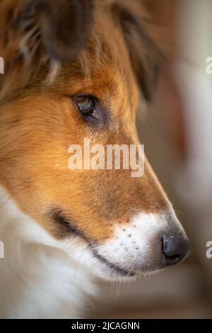 Niedliche Sheltie Hund Welpen starren. Seitenkopf Schuss Stockfoto