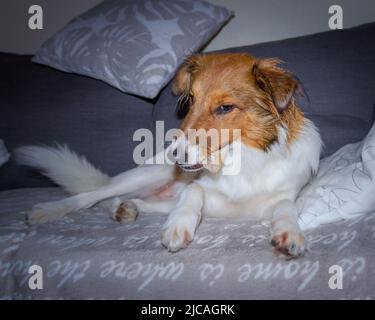 Niedliche Sheltie Welpen geben lustige Blick mit Leckerli im Mund und auf der Couch liegen Stockfoto