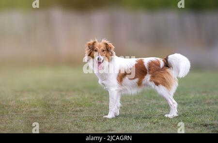 Niedlicher junger Sheltie-Hund steht und schaut in die Kamera Stockfoto