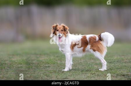 Niedlicher junger Sheltie-Hund steht und schaut in die Kamera Stockfoto