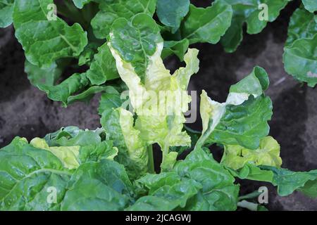 Verfärbte Zuckerrüben hinterlässt auf dem Feld. Albinistic, Albino, Chlorophyll-defiziente Blätter. Genetische Mutation. Stockfoto