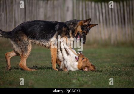 Deutsche Shepard- und Sheltie-Hunde spielen im Gras und haben Spaß Stockfoto