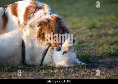 Sheltie und Golden Retriever haben Spaß beim Spielen im Gras im Hundepark. Sheltie spielt beißend, während Retriever sich hinlegt Stockfoto