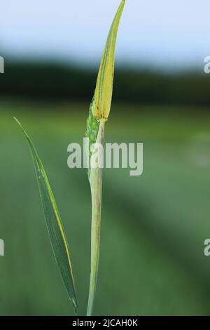 Verfärbte Blätter des Frühlingsweizens, die durch Nährstoffmangel oder Infektionen durch einen Pflanzenerreger verursacht werden. Stockfoto