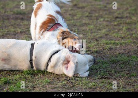 Sheltie und Golden Retriever haben Spaß beim Spielen im Gras. Sheltie spielt beißend, während Retriever sich hinlegt Stockfoto