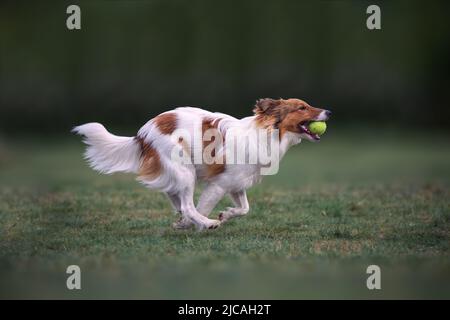 Sheltie Hund läuft mit Tennisball im Mund Stockfoto