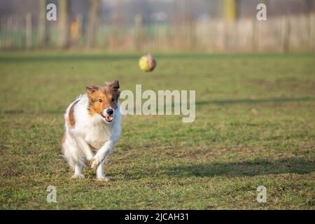 Sheltie konzentrierte sich auf den Tennisball, während sie im DOS Park dahinter lief Stockfoto